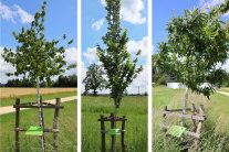 Collage von drei gepflanzten Klimabäumen: Kornelkirsche, Holländische Ulme und Mispel.