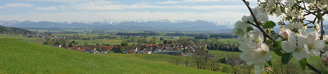 Blick nach Probstried , eingebettet in satte grüne Wiesen, im Hintergrund teils schneebedeckte Berge und rechts im Vordergrund ein blühender Obstbaum